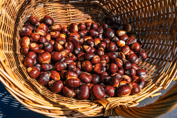 Obraz premium nice ripe sweet chestnuts in a basket