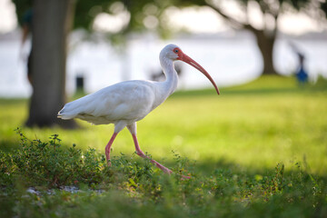 White ibis wild bird, also known as great egret or heron walking on grass in town park in summer