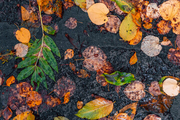 fallen leaves on stone ground autumn fall mood 