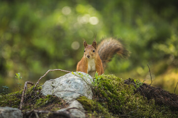 Eichhörnchen im Wald