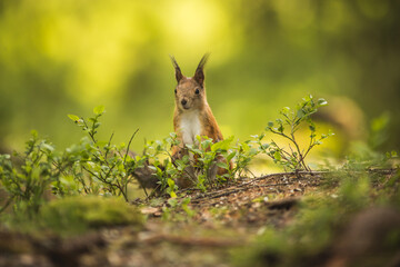 Eichhörnchen im Wald