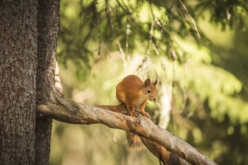 Eichhörnchen im Wald