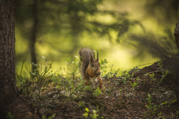 Eichhörnchen im Wald