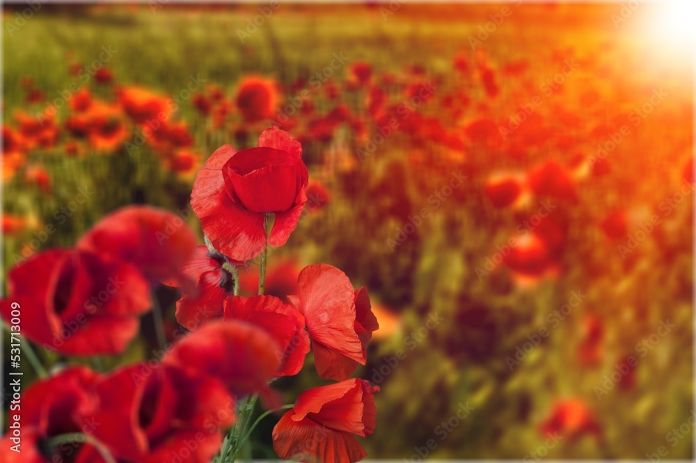 Sticker beautiful fresh colored poppies on field