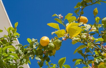 Ripe yellow and green lemon fruits on tree with blossoms, leaves and blue sky (copy space), Ibiza island, Spain