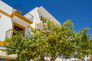 Pitoresque village Santa Gertrudis with lemon tree, blue sky and white facade, famous place for a daytrip at Ibiza island, Balearic islands, Spain, Europe