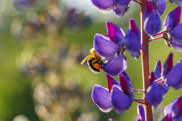 Fototapeta na wymiar Macro Bee Pollinates Garden Flowers, Pink, Purple, Green