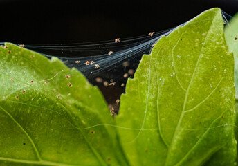 Macro of spider mites on basil
