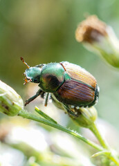 Japanese Beetle rests on a green leaf in Macro