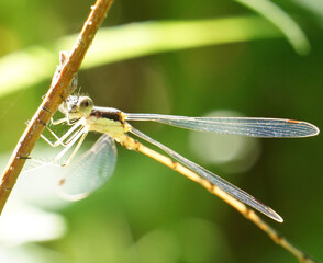 Damselfly Sits Pretty in Beautiful Pose in Macro Garden Photos