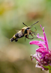 Hummingbird Moth Pollinates Garden Bee Balm Flowers