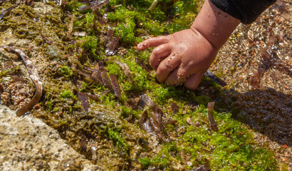 Dirty hands of a toddler playing with algae, water and stones at a beach