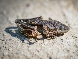 Desiccated Dead Frog Skeleton Mummy Dried Out On Dirt Road