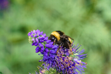 Macro Bee Pollinates Garden Flowers, Pink, Purple, Green