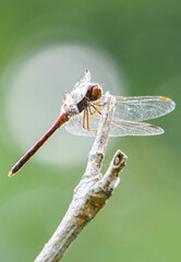 Dragon Sits Pretty in Macro Garden Photo
