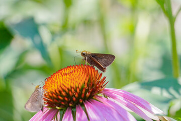 Skipper Butterfly Sits On Orange Yellow Pink Garden Flower in Macro