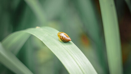 Snail Slides Down A Green Leaf with Soft Background Blur