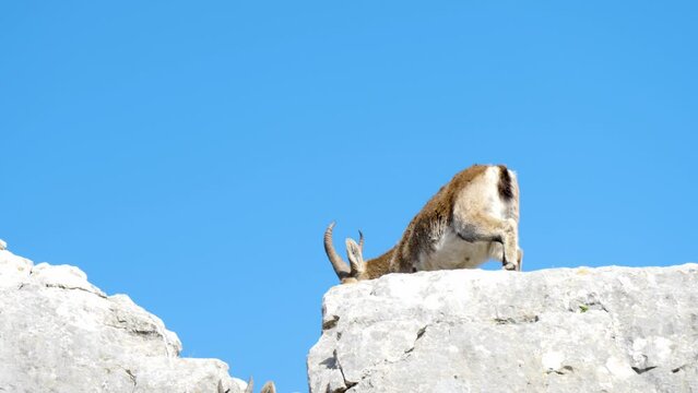 animal with horns alpine ibex capricorn capra ibex