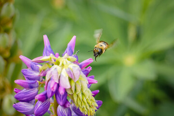 Macro Bee Pollinates Garden Flowers, Pink, Purple, Green