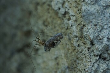 Spider feeding. Spider sucking its prey in web. 