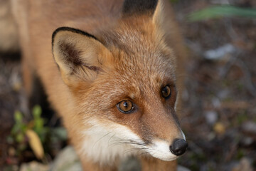 Fototapeta premium Fuchs