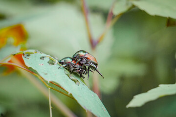 Japanese Beetles mating in Macro