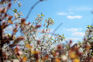 spring flowers in the sky