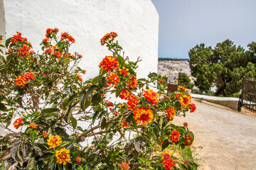 Bush with multicolored blossoms (pink, orange, yellow) of Lantana Camara at Santa Eulalia, Ibiza island, Spain