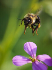 Macro Bee Pollinates Garden Flowers, Pink, Purple, Green