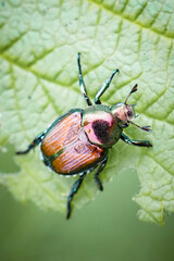 Japanese Beetle rests on a green leaf in Macro