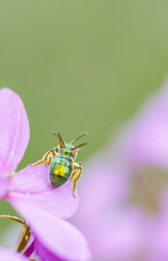 Green Metallic Sweat Bee Pollinates Garden Flower