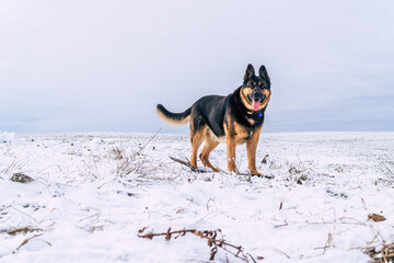 an adult german shepherd dog in snow