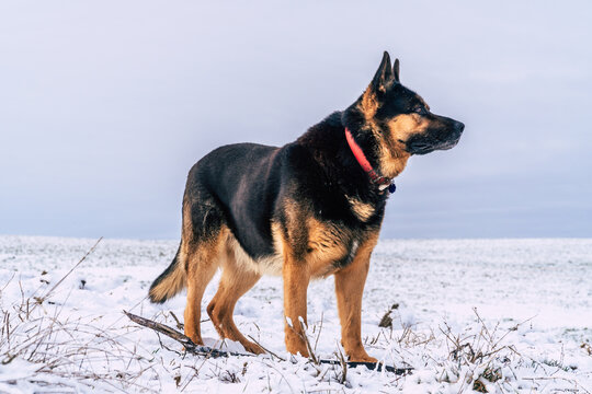 an adult german shepherd dog in snow