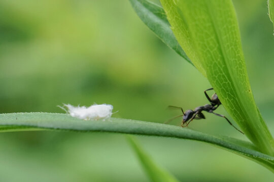 White Fluff Nymph Stands Up To Black Ant Bully In Macro On Green Leaf With Soft Background Blur