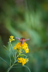 Bee-Like Tachinid Fly Poses on Yellow Goldenrod in Macro Garden Photo