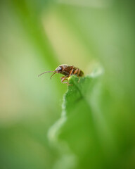 Adorable Bug Poses with Giant Eyes on Tip of Leaf with Soft Green Background Blur