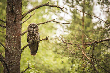 Bartkauz im Wald
