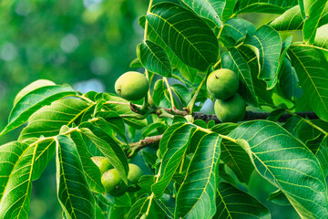green walnuts on a tree closeup