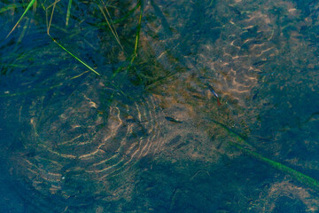 wild guppy fish in nature