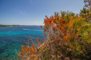 Beautiful seascape of the Mediterranean Sea with colorful pine tree and the rocky coast of Ibiza island near Santa Eulalia del Rio, Spain