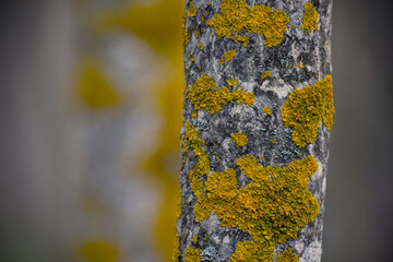 DETALLE DE LÍQUENES EN UN TRONCO DE ÁRBOL