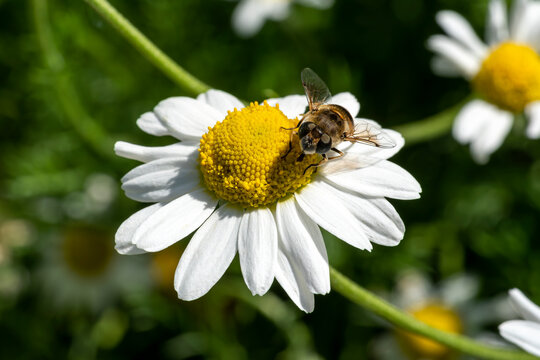 Chamaemelum nobile a summer flowering plant with a white summertime flower commonly known as common chamomile with a honeybee insect collecting honey pollen, stock photo image