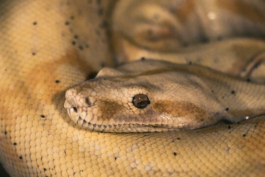 Closeup Of A Large Snake Wrapped Around Its Tails While Laying Down