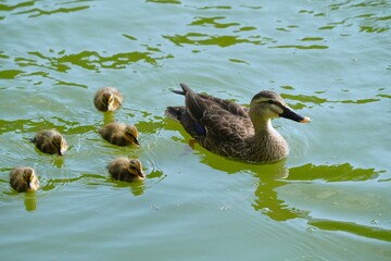 カルガモの親子 © ogawaay