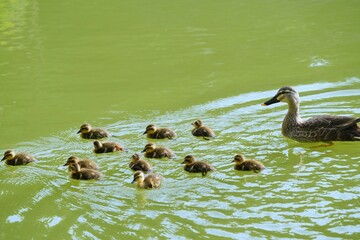 カルガモの親子