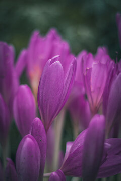 Zimowit Jesienny Colchicum Autumnale