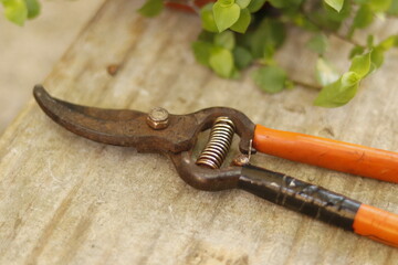 pruning shears