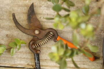 pruning shears