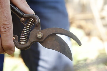 pruning shears