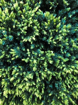 green leaves background texture